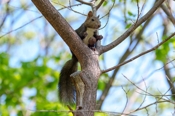 Ezo Squirrel on a Branch in Early Summer, Hokkaido, Japan