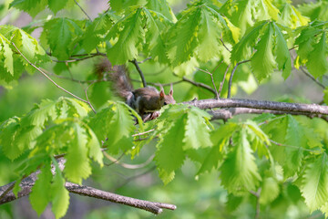Ezo Squirrel on a Branch in Early Summer, Hokkaido, Japan