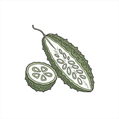 Illustration of a halved bitter melon and a slice on white background