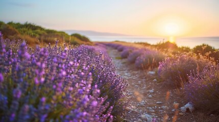 Fototapeta premium Lavender and Twilight: A Serene Path of Lavender Flowers Leading to a Sunset-Kissed Beach