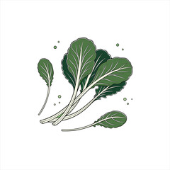 Fresh green leafy vegetables illustration isolated on white background