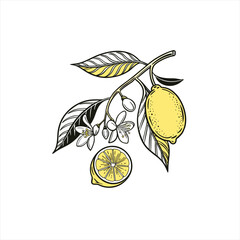 Lemon branch with fruit flowers and leaves illustration