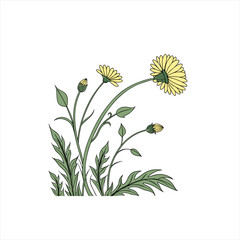 Illustration of yellow dandelions and green leaves on a white background