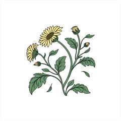 Stylized yellow daisy flowers with green leaves and buds on a white background