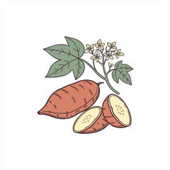 Illustration of a whole and sliced sweet potato with leaves and flowers