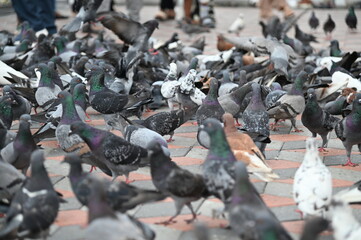 Selangor, Malaysia - September 15, 2025: The Batu Caves Temple and Tourist Attraction with many Pigeons
