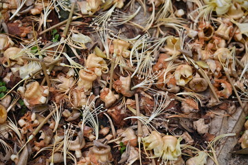 Selangor, Malaysia - September 15, 2025: The Batu Caves Temple and Tourist Attraction with many Pigeons
