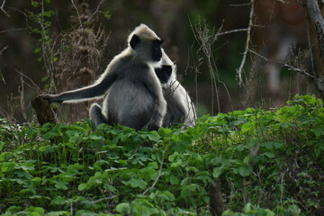 Obraz premium Two gray langur monkeys sit among green foliage, one with its back to the camera. The foreground is filled with lush greenery.