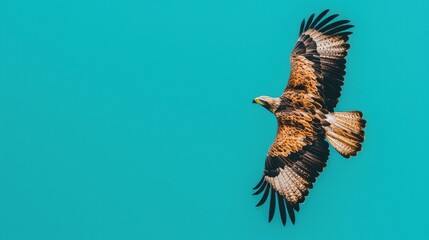 Majestic Eagle in Flight Against Solid Turquoise Background