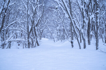 Fototapeta premium 日本の鳥取県にある大山の雪景色 冬景色