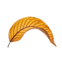 autumn leaf isolated on white
