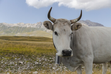 View of a majestic white cow with curved horns stands serenely against a backdrop of rolling hills and distant mountains, Isola del Gran Sasso D'italia, Abruzzo, Italy.