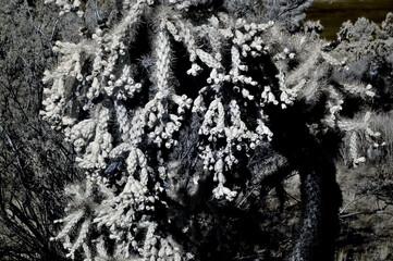 Infrared Cholla cactus, Sonora Desert, Mid Spring