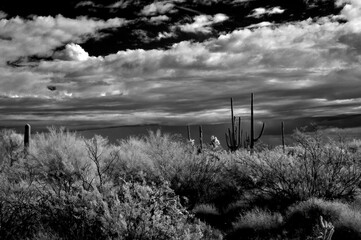 Black and White Sonoran Desert Arizona