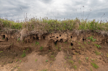Swallows' nests on the slope of a sandy riverbank.
