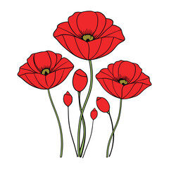 poppy flowers vector illustration
