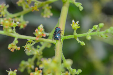 A close-up of a fly on a green stem with small flowers, showing vibrant blue and red colors