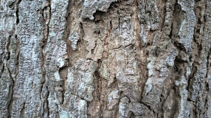 Close-up of tree bark highlighting raw wood texture. Useful for forestry, lumber, woodcraft, natural building materials, and industrial design elements