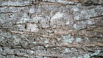 Obraz premium Close-up of natural tree bark showing rough organic texture. Ideal for backgrounds, graphic design, eco-themed projects, and nature-inspired patterns