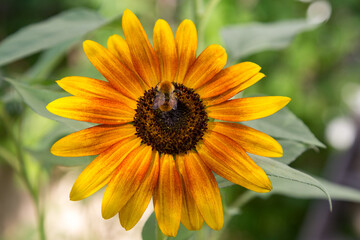 Sunflowers | Tournesols