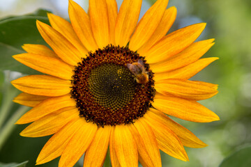 Obraz premium Sunflowers | Tournesols