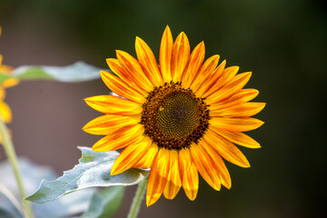 Naklejka premium Sunflowers | Tournesols