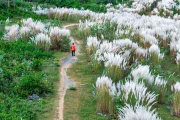 Landscape view of Autumn Icon. Blooming Kans grass (Saccharum spontaneum) flowers field with cloudy...