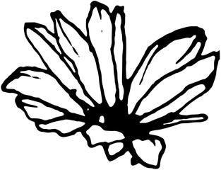 Wildflower. Ink drawn vector doodle in expressive freeform style. Perfect for websites, apps, posters, and more.