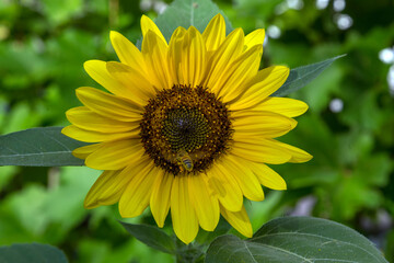 Sunflowers | Tournesols