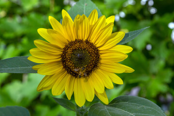 Obraz premium Sunflowers | Tournesols