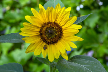 Sunflowers | Tournesols