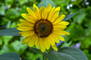 Sunflowers | Tournesols