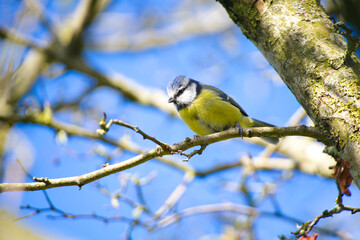 Baumeise auf Ast vor blauem Hintergrund