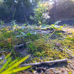 Close-up of a forest floor with green moss, grass, twigs, and sunlight filtering through trees—capturing the texture and calm of nature at ground level.
