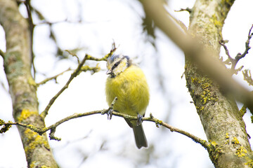 Kleine Blaumeise in Abendsonne auf dem Ast