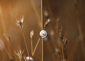 A snail that divides the frame into two seasons, summer and autumn