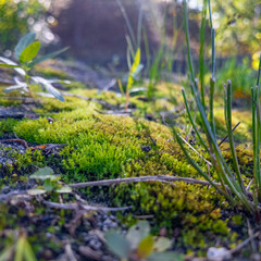 Close-up of a forest floor with green moss, grass, twigs, and sunlight filtering through trees—capturing the texture and calm of nature at ground level.