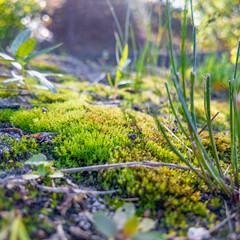 Close-up of a forest floor with green moss, grass, twigs, and sunlight filtering through trees—capturing the texture and calm of nature at ground level.