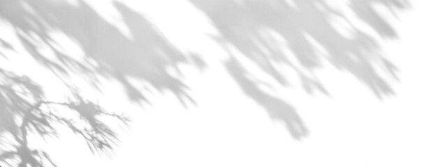 shadow overlay effects of realistic abstract natural tree leaves shadow on wall background,Summer sunlight and shadow overlay effect,abstract natural tree shadow