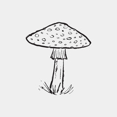 Amanita poisonous mushroom forest design. Vintage drawing. Vector sketch crayon illustration. Witchcraft element. Forest autumn symbol