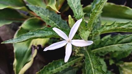 Elegant white Hippobroma longiflora flower against a natural green backdrop, ideal as a serene wallpaper showcasing its traditional medicinal uses and bioactive compounds