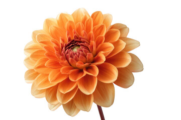 Stunning orange dahlia flower close-up photography, perfect for floral designs and creative projects, detailed petals and vibrant colors isolated on transparent background