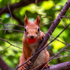 A mischievous close-up of a vibrant red squirrel (Sciurus vulgaris) perched on a tree branch in a lush green forest, holding a bright red candy in its mouth. 
