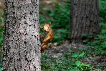 A mischievous  red squirrel (Sciurus vulgaris) peeks cautiously from behind a tree trunk in a lush green forest.