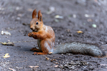 A charming red squirrel (Sciurus vulgaris) sits on the forest floor, holding food in its paws and appearing to eat or store it.
