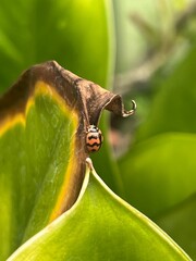 A ladybug perched on a leaf, showcasing the beauty of nature's details. The close-up shot captures the vibrant colors and intricate patterns of the insect and foliage