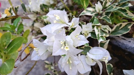White and Pink Variegated Bougainvillea Glabra in Full Bloom – Close-up of Tropical Paper Flowers Blossoming Naturally in Sunlight Outdoors