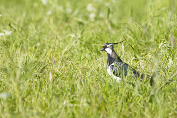 Lapwing from the side, Lapwing between grasses and flowers in the sunshine, white-black bird on a flowering meadow, bird with curved head feathers, Vanellus vanellus
