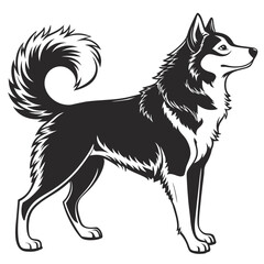 Fototapeta premium realistic husky silhouette, black fill, white background, fluffy tail curled upward