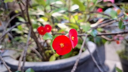 Beautiful red blooms of Euphorbia milii (Crown of Thorns) with fresh green foliage, a vibrant image...